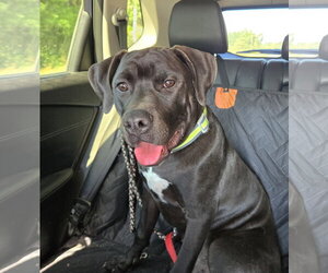 Labrador Retriever-Unknown Mix Dogs for adoption in Montello, WI, USA