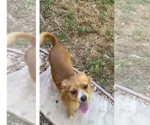 Chihuahua Dogs for adoption in Menifee, CA, USA