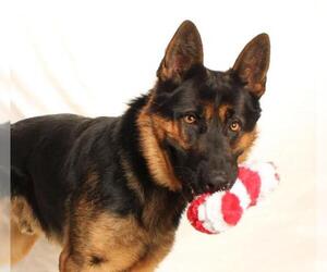 German Shepherd Dog Dogs for adoption in Burbank, CA, USA