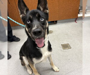 Gerberian Shepsky Dogs for adoption in Rancho Cucamonga, CA, USA