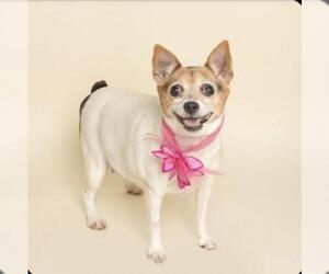 Chihuahua Dogs for adoption in Clinton , MI, USA