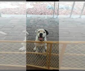 American Bulldog Dogs for adoption in Fort Myers, FL, USA