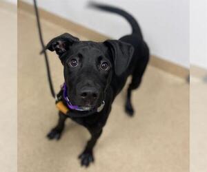 Labrador Retriever-Unknown Mix Dogs for adoption in Aurora, CO, USA