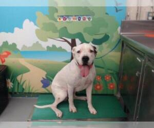 Dogo Argentino Dogs for adoption in Waco, TX, USA