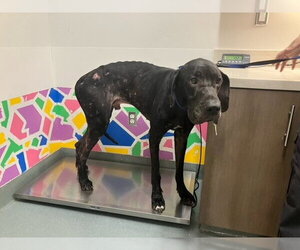Great Dane Dogs for adoption in Baytown, TX, USA