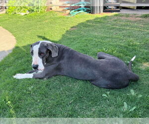 Great Dane Dogs for adoption in Bullard, TX, USA