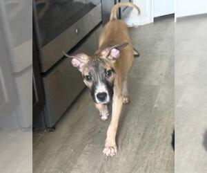 Mutt Dogs for adoption in San Antonio, TX, USA