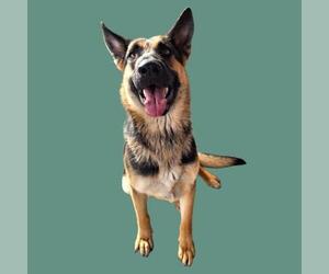 German Shepherd Dog Dogs for adoption in Bakersfield, CA, USA
