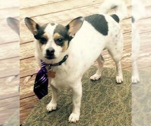 Rat Terrier Dogs for adoption in Garland, TX, USA