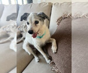 Jack Russell Terrier-Unknown Mix Dogs for adoption in Huntington Beach, CA, USA