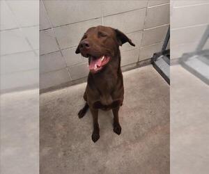 Labrador Retriever Dogs for adoption in Burbank, CA, USA