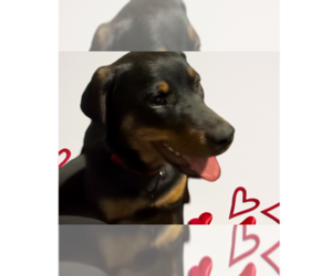 Rottweiler Dogs for adoption in Gilbert, AZ, USA