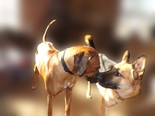 Rhodesian Ridgeback Dogs for adoption in Dunnellon, FL, USA