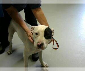 American Pit Bull Terrier Dogs for adoption in Fayetteville, NC, USA