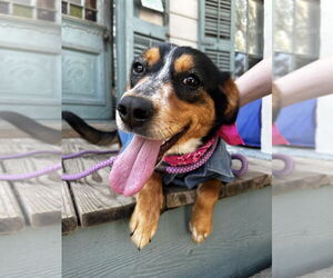 Australian Shepherd-Unknown Mix Dogs for adoption in New Orleans, LA, USA