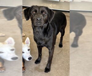 Labrador Retriever Dogs for adoption in San Bernardino, CA, USA