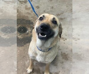Mutt Dogs for adoption in Athens, TX, USA