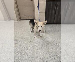 German Shepherd Dog-Unknown Mix Dogs for adoption in Conroe, TX, USA