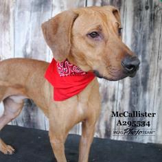 English Coonhound-Unknown Mix Dogs for adoption in Conroe, TX, USA