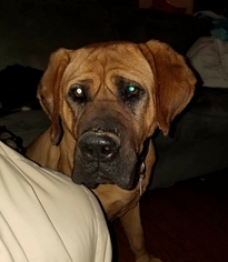 Mastiff Dogs for adoption in House Springs, MO, USA