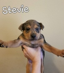 Sheprador Dogs for adoption in Fairhope, AL, USA