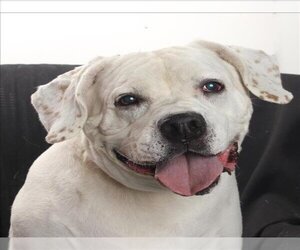 American Bulldog-Labrador Retriever Mix Dogs for adoption in Burbank, CA, USA