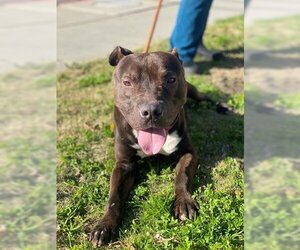 American Pit Bull Terrier Dogs for adoption in Redlands, CA, USA