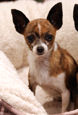Chihuahua Dogs for adoption in San Pedro, CA, USA