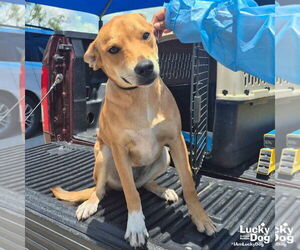 Retriever -Unknown Mix Dogs for adoption in Washington, DC, USA