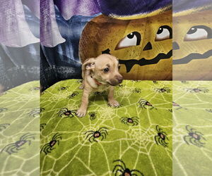 Rat Terrier-Unknown Mix Dogs for adoption in Metairie, LA, USA