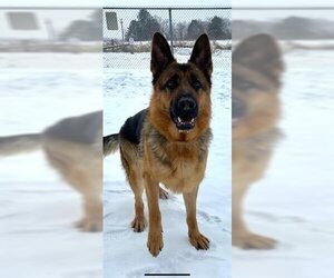 German Shepherd Dog Dogs for adoption in Vaughan, Ontario, Canada