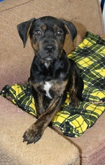 Rottweiler-Unknown Mix Dogs for adoption in Morganton, NC, USA