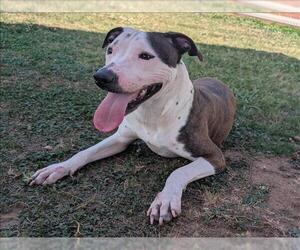 Mutt Dogs for adoption in Grovetown, GA, USA