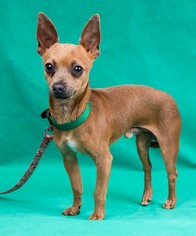 Chihuahua Dogs for adoption in Davis, CA, USA