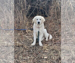 Great Pyrenees Dogs for adoption in Bandera, TX, USA