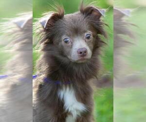 Chiranian Dogs for adoption in Johnson City, TN, USA