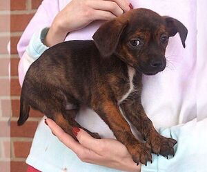 Medium Photo #1 Chug Puppy For Sale in Carrollton, TX, USA