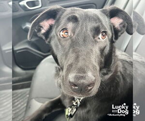 Labrador Retriever-Unknown Mix Dogs for adoption in Washington, DC, USA
