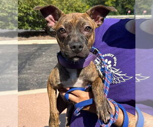 Miniature Pinscher Dogs for adoption in GILBERTS, IL, USA