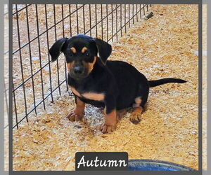 Dachshund-Unknown Mix Dogs for adoption in Granbury, TX, USA