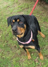 Rottweiler Dogs for adoption in Waynesboro, PA, USA