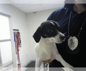 Chihuahua-Unknown Mix Dogs for adoption in Pasadena, TX, USA