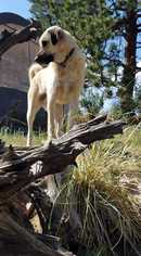 Medium Photo #1 Anatolian Shepherd-Unknown Mix Puppy For Sale in Azle, TX, USA