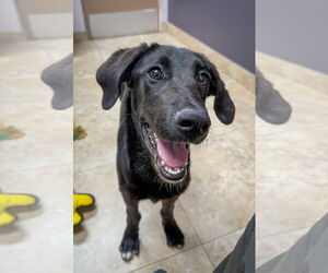 Labrador Retriever Dogs for adoption in San Diego, CA, USA