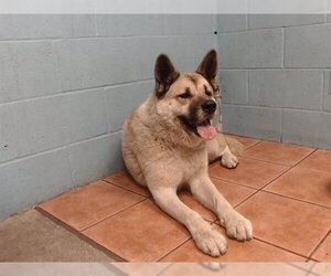Akita Dogs for adoption in Downey, CA, USA