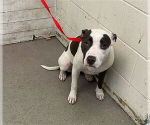 American Pit Bull Terrier-Unknown Mix Dogs for adoption in San Bernardino, CA, USA