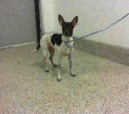 Medium Photo #1 Rat Terrier-Unknown Mix Puppy For Sale in Bronx, NY, USA