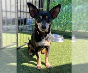 Chihuahua Dogs for adoption in Woodland, CA, USA