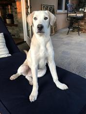 Labmaraner Dogs for adoption in Agoura Hills, CA, USA