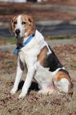Treeing Walker Coonhound Dogs for adoption in Virginia Beach, VA, USA
